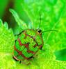 광대노린재 Poecilocoris lewisi (Clown Stink Bug)