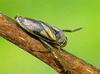 송장헤엄치개 Notonecta triguttata (Korean Common Backswimmer)