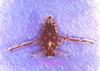 송장헤엄치개 Notonecta triguttata (Korean Common Backswimmer)