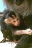 Liontail Macaque / Lion-tailed Macaque (Macaca silenus)