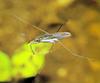 소금쟁이 Aquarius paludum (Paludum Waterstrider)