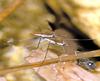 등빨간소금쟁이 Gerris gracilicornis (Red-backed Water Strider)