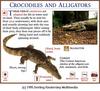 Caiman, Alligator (Crocodiles and Alligators)