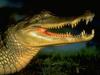 Spectacled Caiman (Caiman crocodilus)