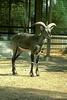 Bharal/Himalayan Blue Sheep (Pseudois nayaur)