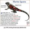 Marine Iguana (Amblyrhynchus cristatus)