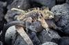 Marine Iguana (Amblyrhynchus cristatus)