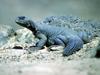 Marine Iguana (Amblyrhynchus cristatus)