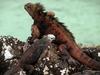 Marine Iguana (Amblyrhynchus cristatus)