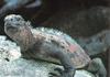 Marine Iguana (Amblyrhynchus cristatus)