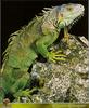 Common Green Iguana (Iguana iguana)