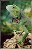 Common Green Iguana (Iguana iguana)