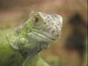 Common Green Iguana (Iguana iguana)