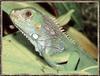 Common Green Iguana (Iguana iguana)