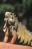 Common Green Iguana (Iguana iguana)