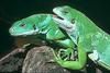 Fiji Crested Iguana (Brachylophus vitiensis)