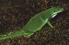 Fiji Crested Iguana (Brachylophus vitiensis)