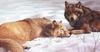 [Animal Art - Bob Henley] Grey Wolves