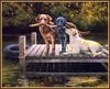 [Animal Art - Bonnie Marris] Dog Days