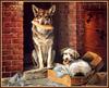 [Animal Art - Bonnie Marris] Alley Dogs