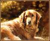 [Animal Art - Bonnie Marris] Retriever