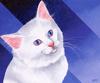 [Animal Art - Brian Barfoot] Cat
