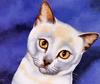 [Animal Art - Brian Barfoot] Cat