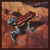 [Animal Art - Carel Pieter Brest van Kempen] Spot-bellied Dart Frog