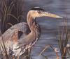 [Animal Art - Carol Heiman-Greene] Great Blue Heron