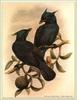 [Animal Art - William Matthew Hart] Purple and violet mancode ( = trumpet manucode; Phonygammus ...