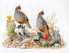 [Animal Art - Dale C. Thompson] Wildlife Trek 2001, Jan 2001, Scaled Quail