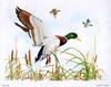 [Animal Art - Dale C. Thompson] Wildlife Trek 2001, Sept 2001, Mallards
