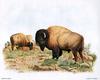 [Animal Art - Dale C. Thompson] Wildlife Trek 2001, Oct 2001, American Bison