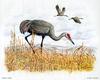 [Animal Art - Dale C. Thompson] Wildlife Trek 2001, Nov 2001, Sandhill Crane