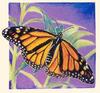 [Animal Art - Dee L. Sprague] Monarch Butterfly