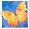 [Animal Art - Dee L. Sprague] Orange Barred Sulphur Butterfly