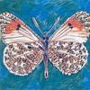 [Animal Art - Dee L. Sprague] Orange Tip Butterfly