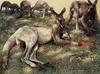 [Animal Art - Diane Garrick Scholze] Boomer And The Mob