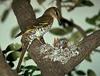 뻐꾸기 Cuculus canorus (Common Cuckoo)