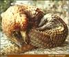 African tree pangolin (Manis tricuspis)