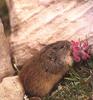 Lemming (Lemus sp.)