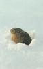 Lemming (Lemus sp.)