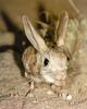 Jerboa (Dipodidae)