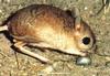 Lesser Jerboa (Dipodidae)