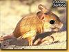 Lesser Jerboa (Dipodidae)