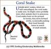 Common Coral Snake (Micrurus fulvius)