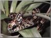 Corn Snake (Elaphe guttata)