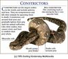 Boa Constrictor (Boa constrictor)