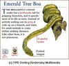 Emerald Tree Boa (Corallus caninus)