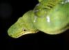 Emerald Tree Boa (Corallus caninus)